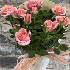 Pink Rose Plant